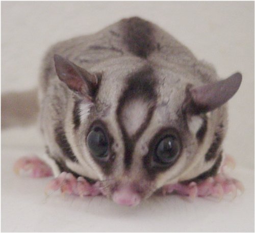 Not sure what a sugar glider is? Think Rocky the flying squirrel from “Rocky 